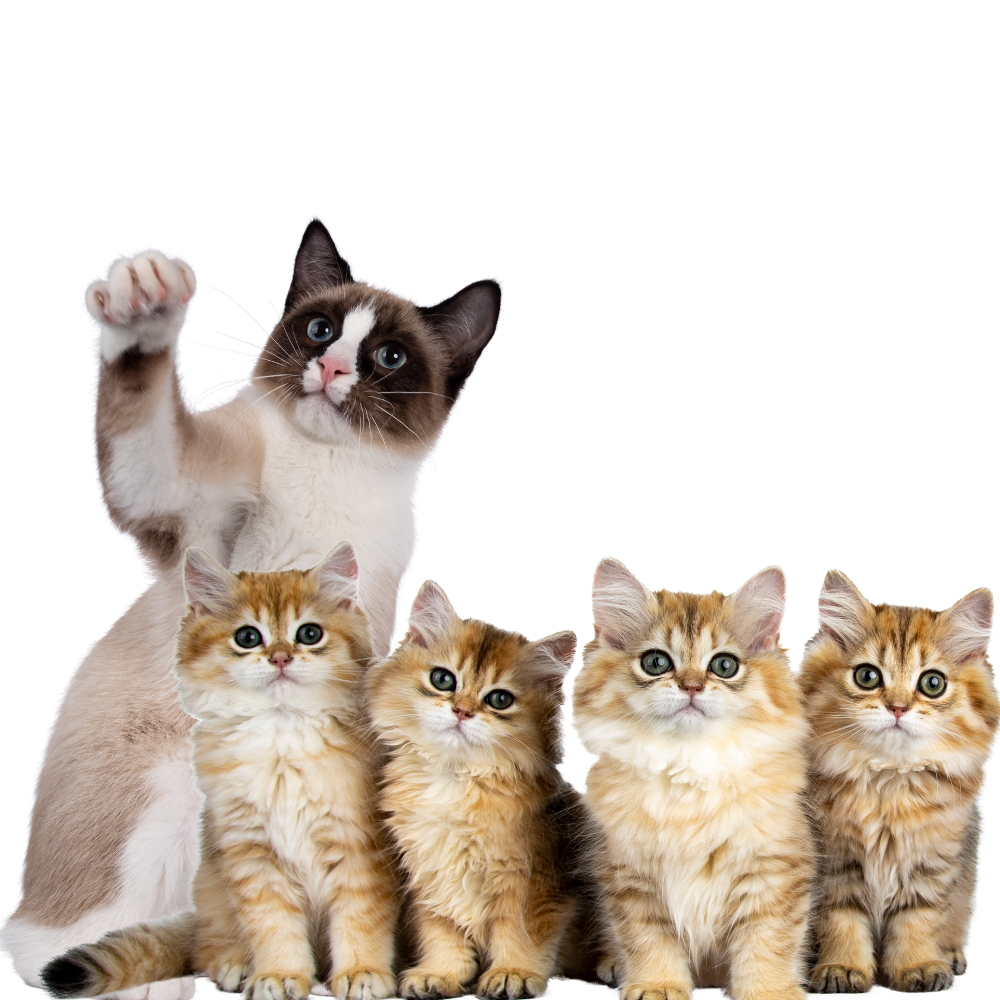 Gatos