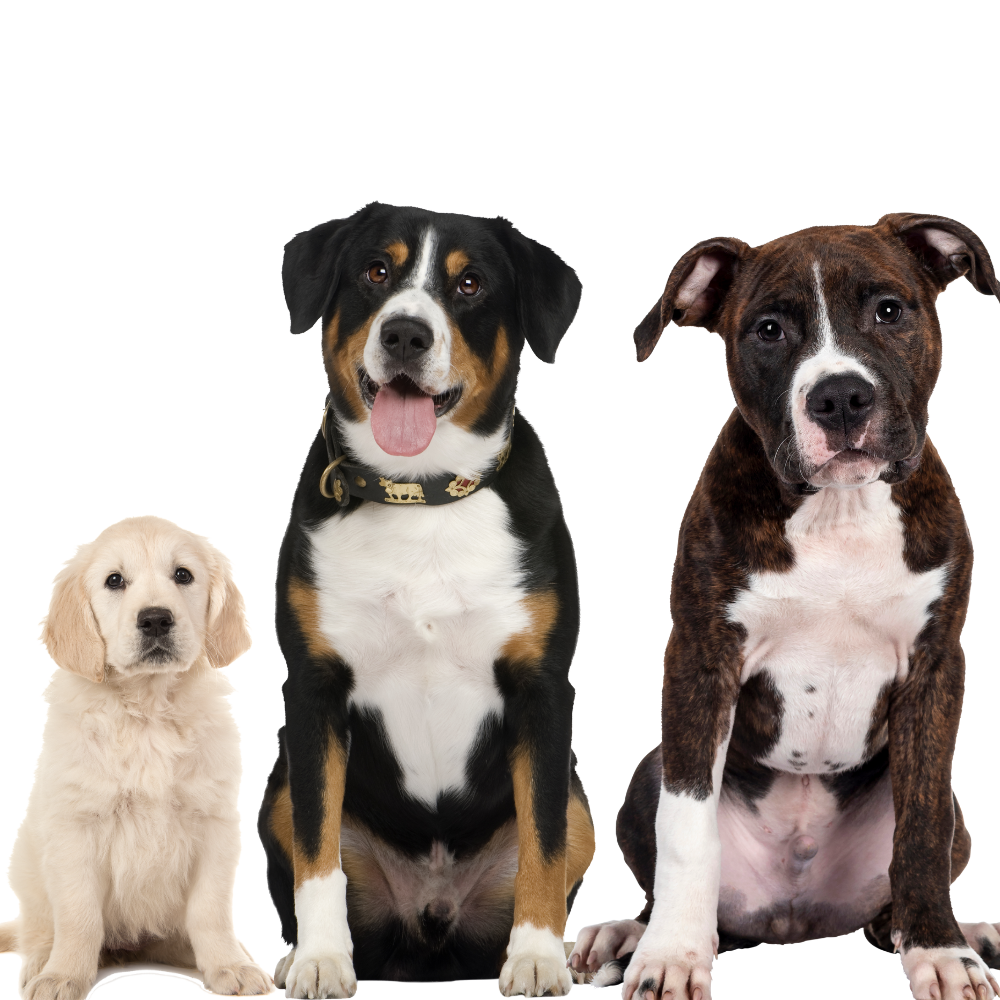 Perros